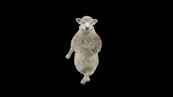 22 Sheep Dancing HD