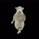 22 Sheep Dancing HD - VideoHive Item for Sale