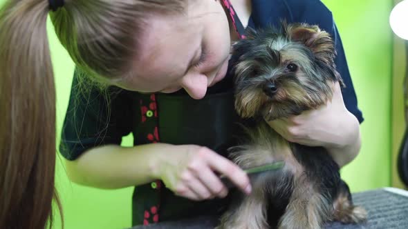 Groomer Combs of Yorkshire Terrier