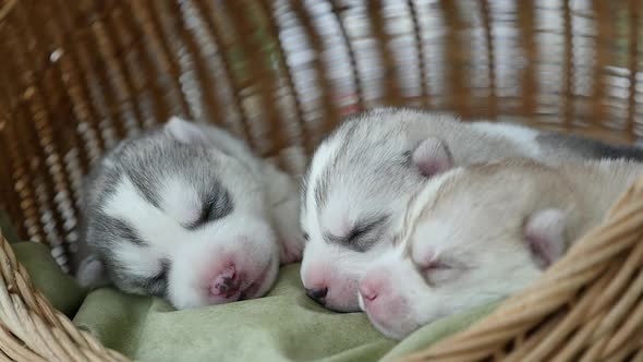 Cute Siberian Puppies Sleeping In A Basket Bed