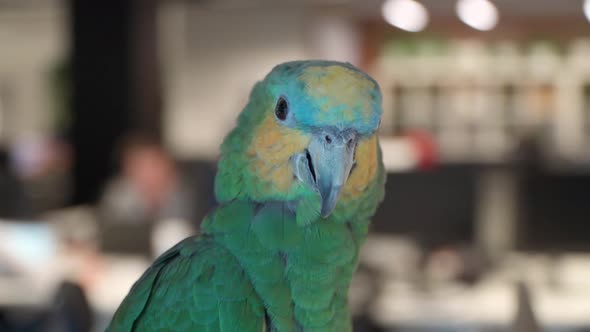 Closeup of a Large Green Parrot