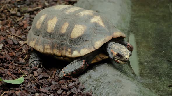 Close up shot of red-footed tortoise drinking and walking