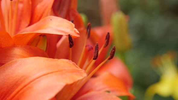 Garden flower Lilium bulbiferum close-up 4K 2160p 30fps UltraHD footage - Orange tiger lily plant sh