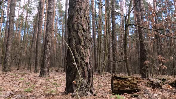 Forest with Pines with High Trunks During the Day