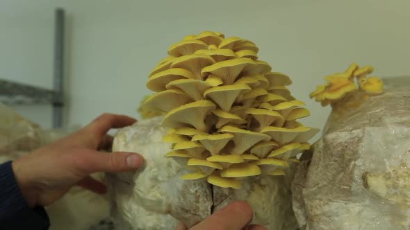 Yellow Oyster Mushroom in DIY Mushroom Farm