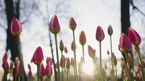 Bright Sun Illuminates Closed Pink Tulips Growing in Garden