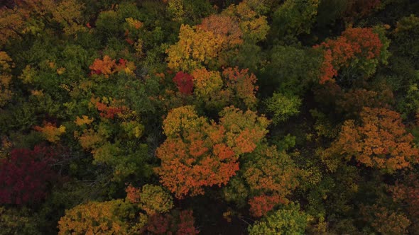 Smooth flight over the tops of autumn trees.