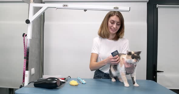 Groomer Brushing Cute Funny Cat in Salon