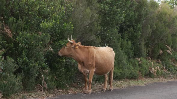 Static tripod shot of a young brown cattle eating from some bushes on the side of the asphalt