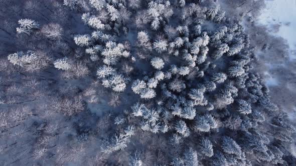 Snowy Mixed Forest In Winter