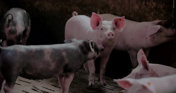 Pigs at Livestock Farm Pork Production Piglet Breeding