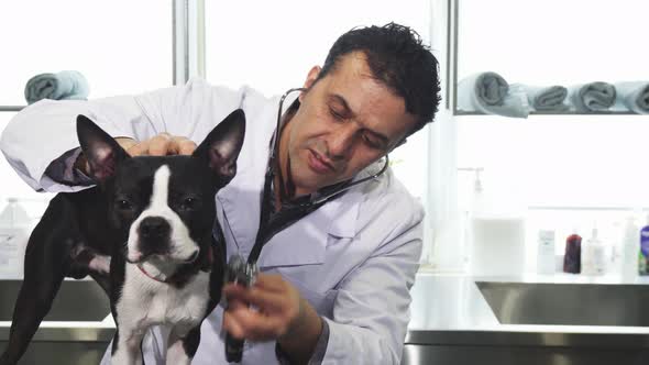 Cute Boston Terrier Puppy Being Examined By a Professional Vet at the Clinic