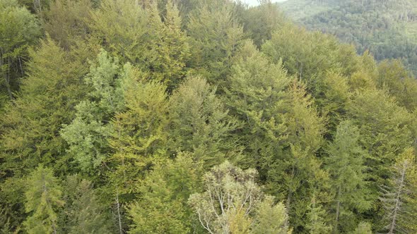 Trees in the Mountains Slow Motion. Aerial View of the Carpathian Mountains in Autumn. Ukraine