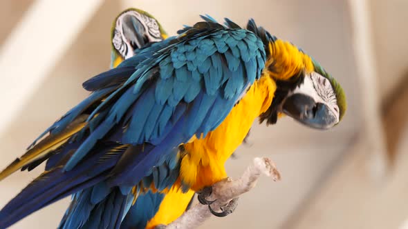 two blue and gold macaws perched on a tall stem, molting and helping each other