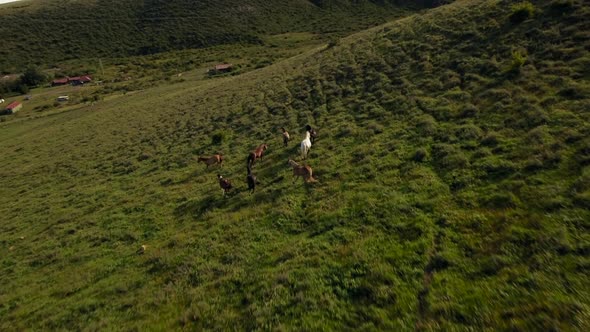 Herd of horses running on hill slope