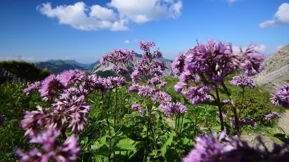 Moving sideways through pink alpine flowers on a mountain in Liechtenstein. Mountains of the Alps in