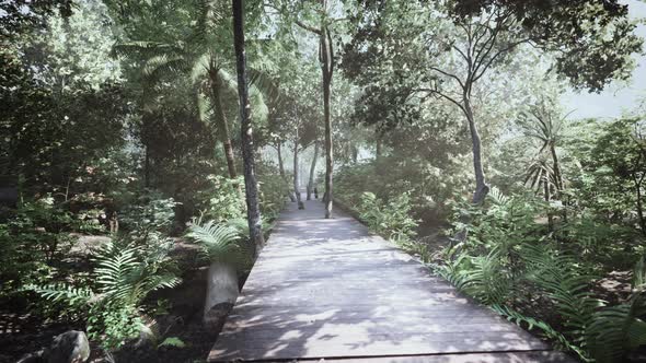 Wooden Path Track From Planks in Forest Park