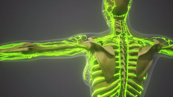 Science Anatomy of Human Blood Vessels