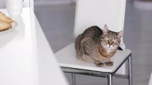 Portrait Striped Domestic Cat Sitting on White Chair on Kitchen at Home