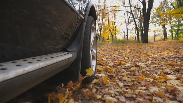 View From Front Wheel of Black Car Driving on Park Road Over Yellow Leaves at Sunny Day