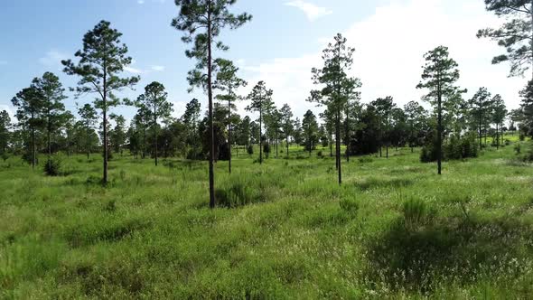 Aerial view through the trees of a pine forest in Central Florida.