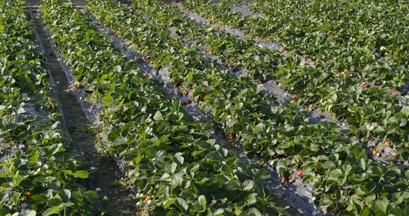 Harvest Strawberry Field 