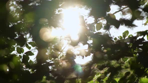 Green Nature Background. Rich Green Leaves of a Tree Waving in Wind. Beautiful Roundish Bokeh. Sun