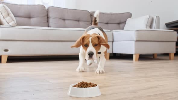 Dog Beagle Eating Granule From Metal Bowl at Home