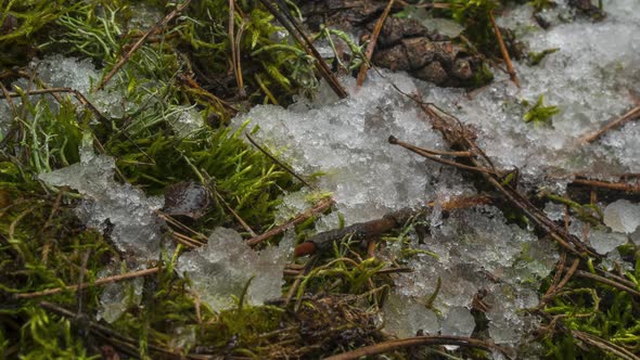 Macro Timelapse Shot of Shiny Melting Snow Particles Turning Into Liquid Water and Unveiling Green