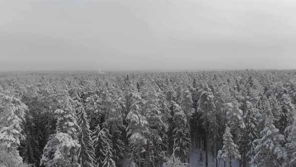 Aerial view of a frozen forest with snow covered trees at winter. 4K