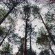 Treetops in Forest - VideoHive Item for Sale
