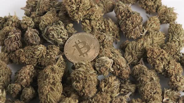 Cryptocurrency Bitcoin coin with marijuana bud. Illegal drug business and cryptocurrency concept.