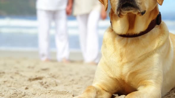 Close-up dog relaxing on beach