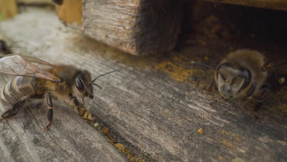 Shaggy Bee on a Wooden Hive