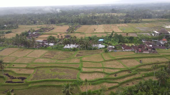 Aerial view of morning in rice field Bali in traditional village