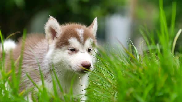 Close Up Siberian Husky Puppy Looking On Green Grass