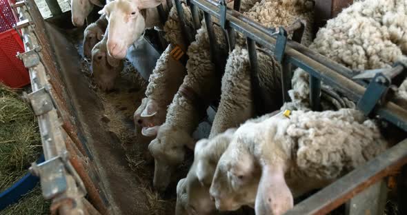 Sheeps on a Flock Farm