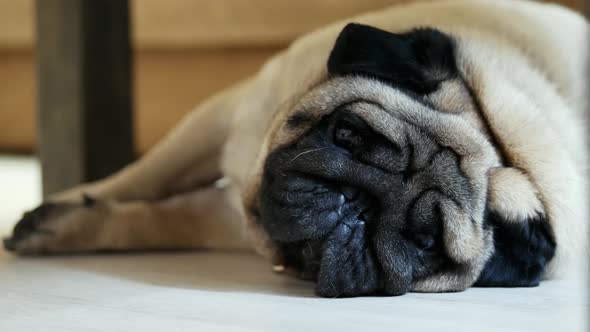 Sad Pug Dog Trying To Sleep at Home, Resting After a Walk, Tired and Lazy