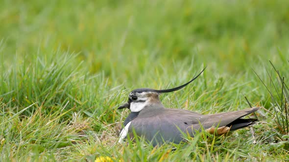 Northern Lapwing on its nest in a grassy field showing it's impressive crest blown by the wind, side