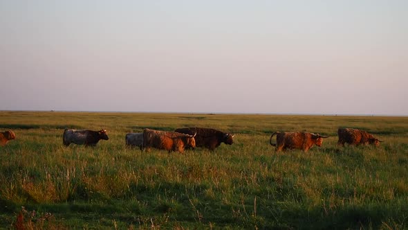 Herd of highland cattle grazing in St. Peter-Ording.