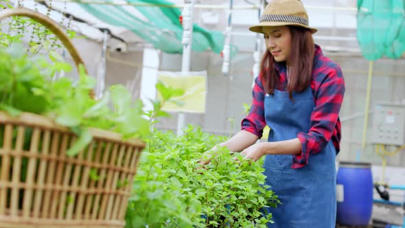 Portrait of happy Asian woman farmer holding basket of fresh vegetable salad in an organic farm in a