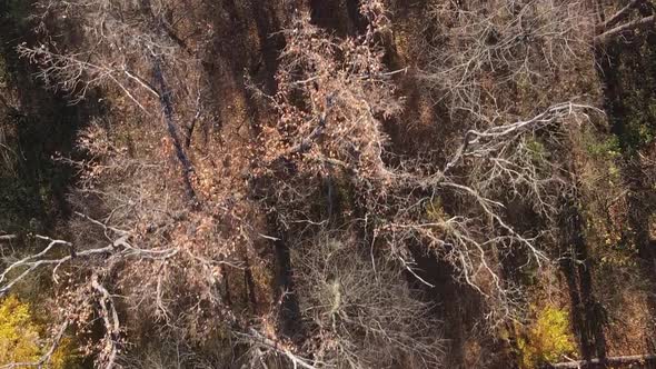 Vertical Video of Trees in the Forest in Autumn