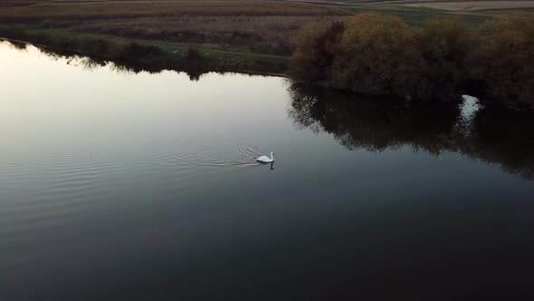A solitary swan floats in the lake