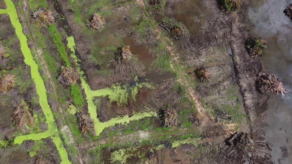 Aerial view dead oil palm tree