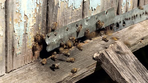 A close-up view of the working bees bringing flower pollen to the hive on its paws.