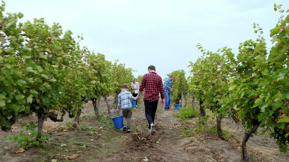 Walking Through the Vineyard Dad and His Small Son