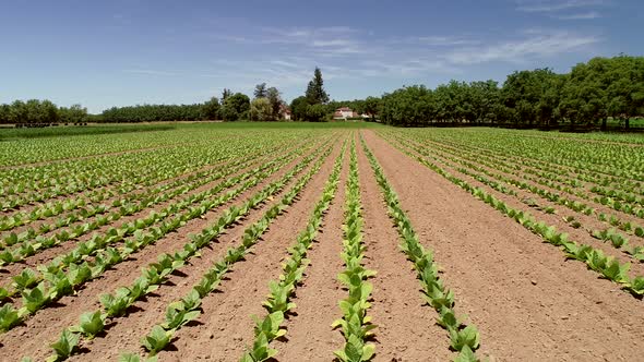 Aerial view of tobacco agriculture in Correze, France.