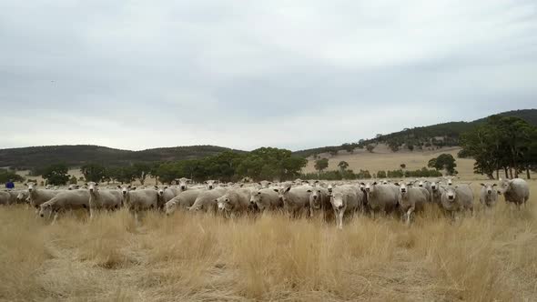 Pan of a herd of sheep being wrangled by dogs