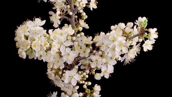 Cherry Blossom. White Flowers Blossoms on the Branches Cherry Tree.