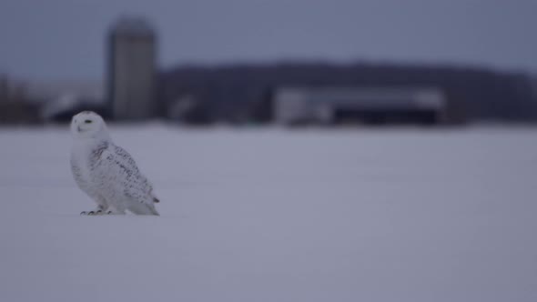 Snowy owl on a farm - winter bird of prey